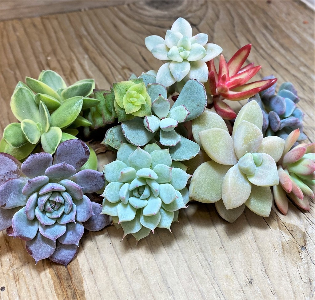 SH22896 Succulents mix, cuted