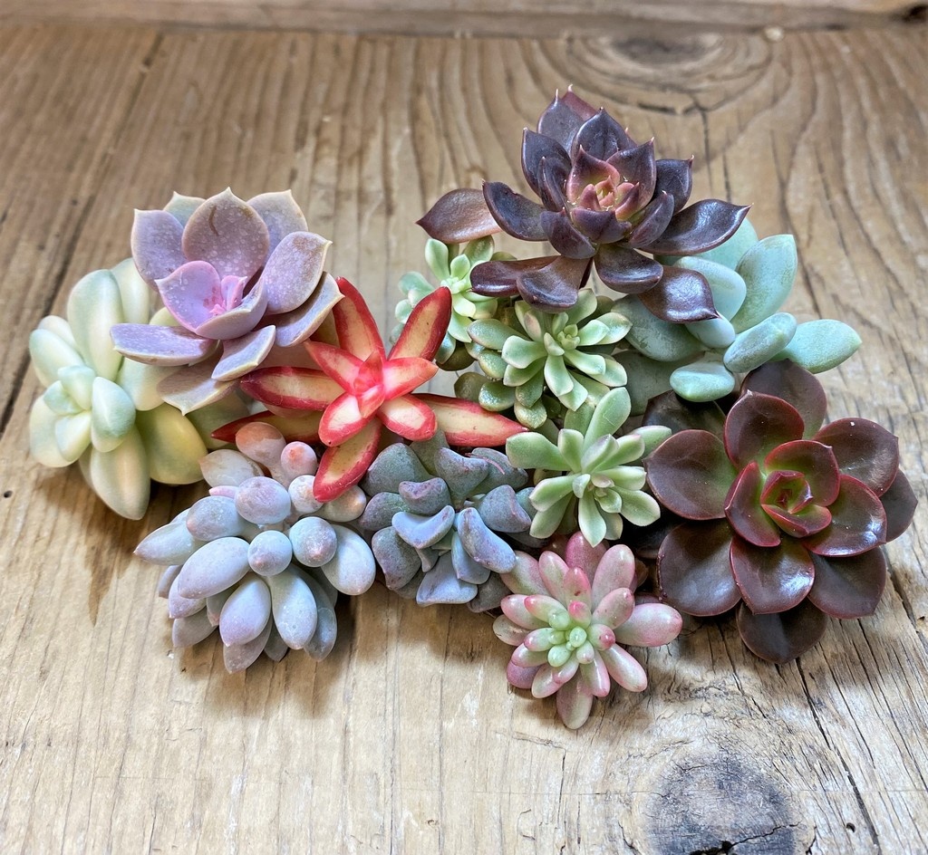 SH22897 Succulents mix, cuted - Image 2