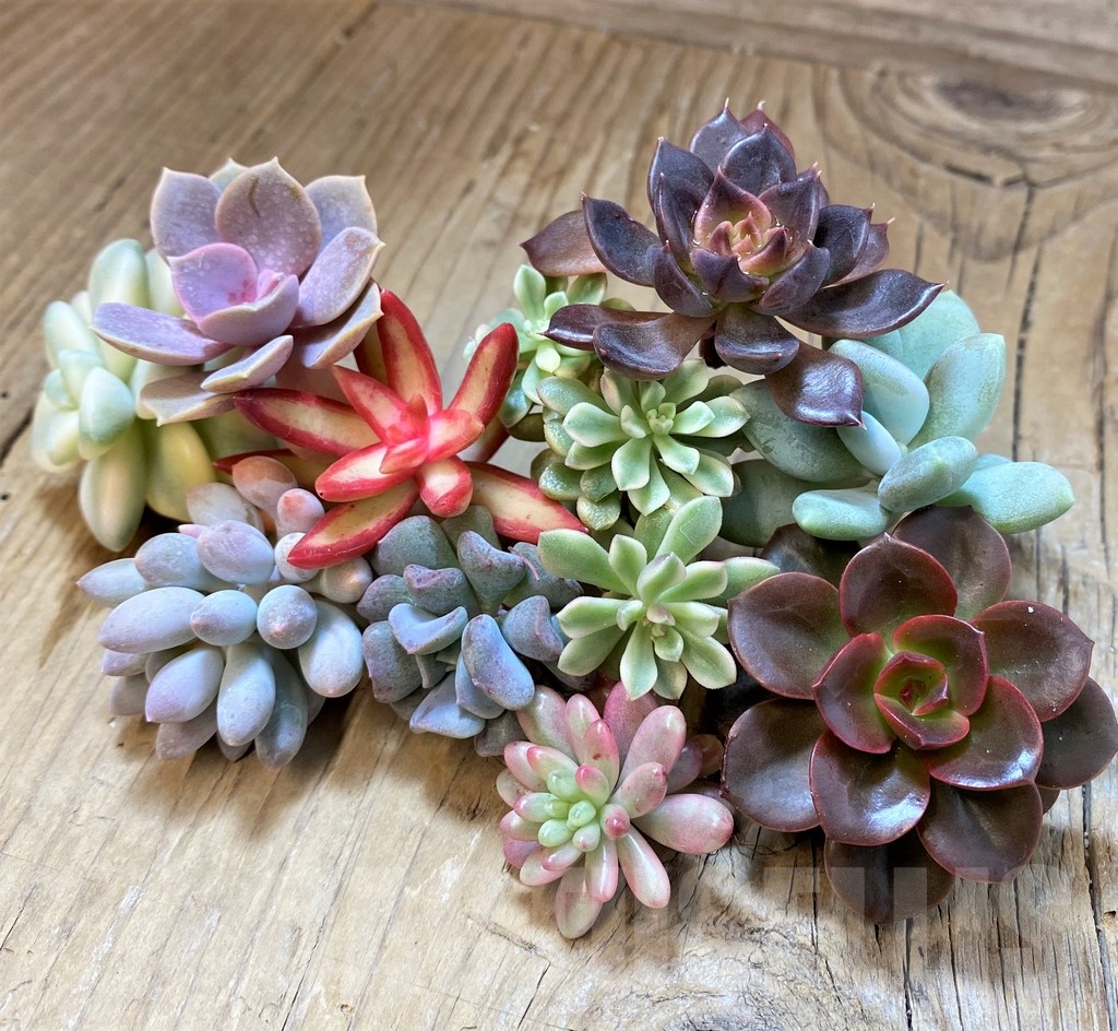 SH22897 Succulents mix, cuted