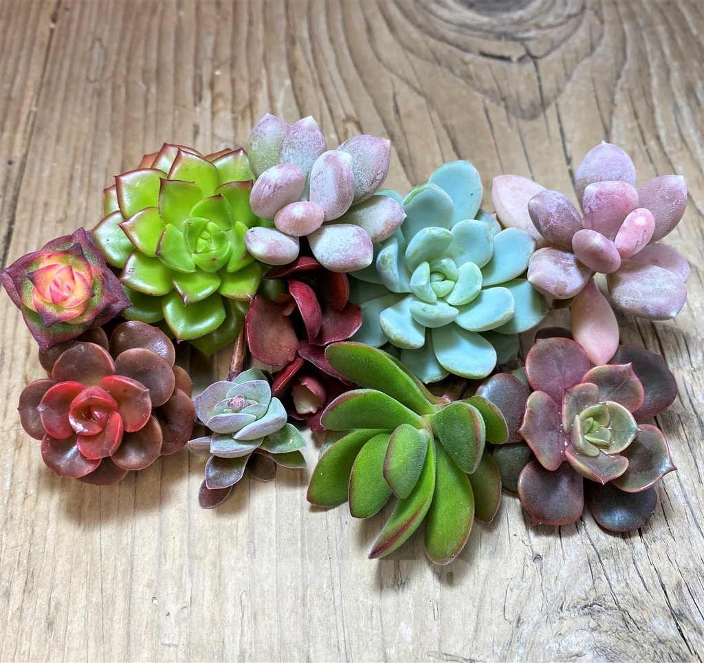 SH22892 Succulents mix, cuted