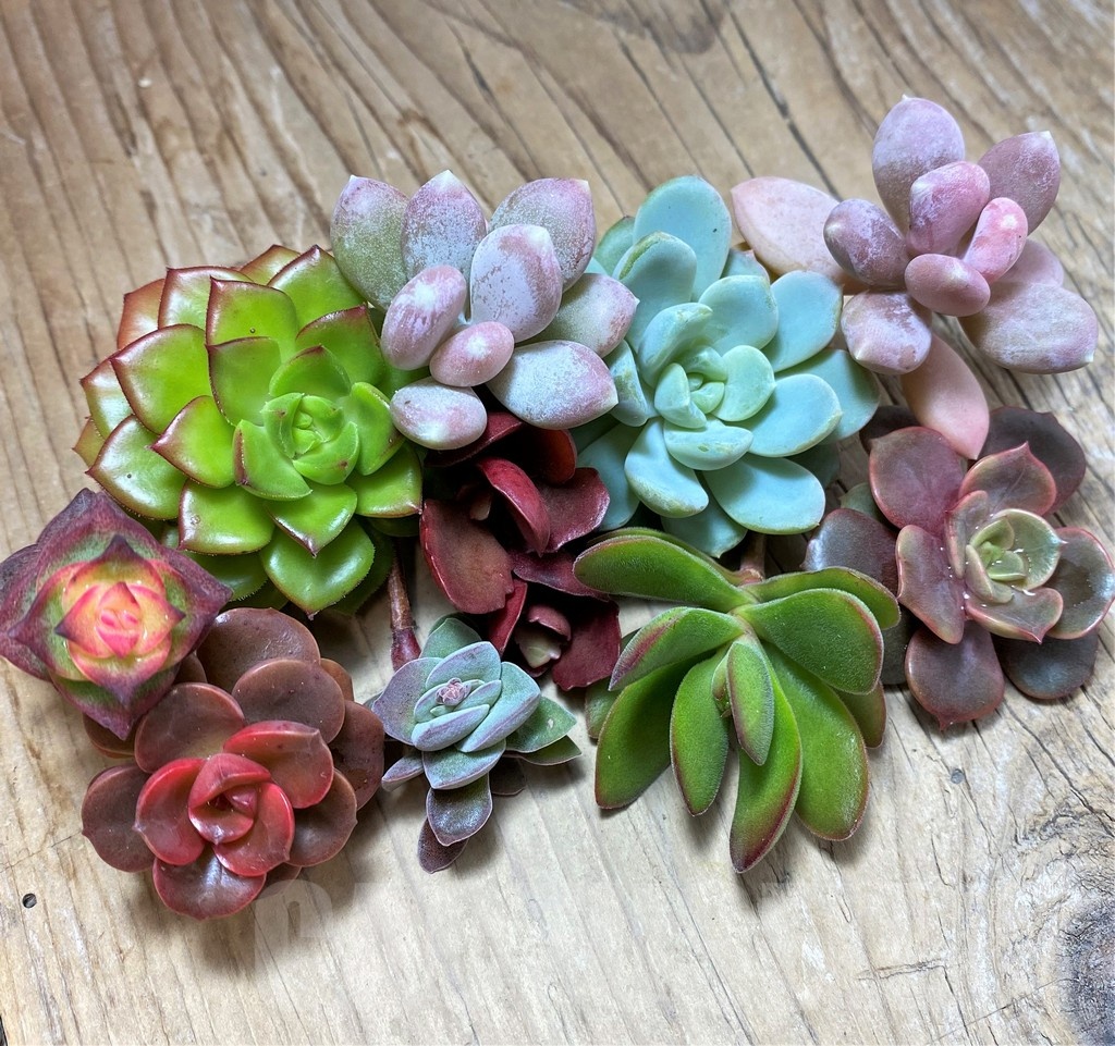 SH22892 Succulents mix, cuted - Image 2