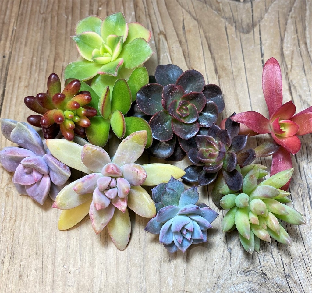 SH22893 Succulents mix, cuted - Image 2