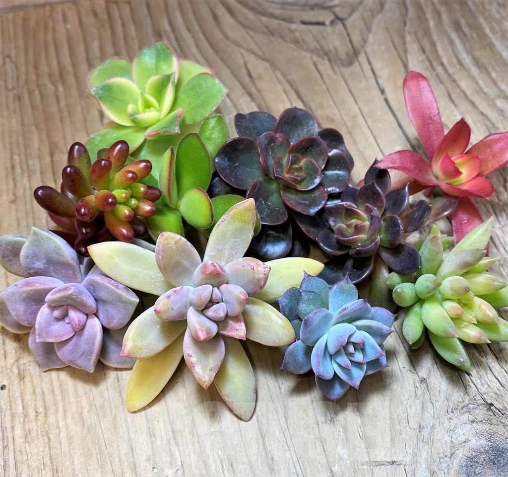 SH22893 Succulents mix, cuted