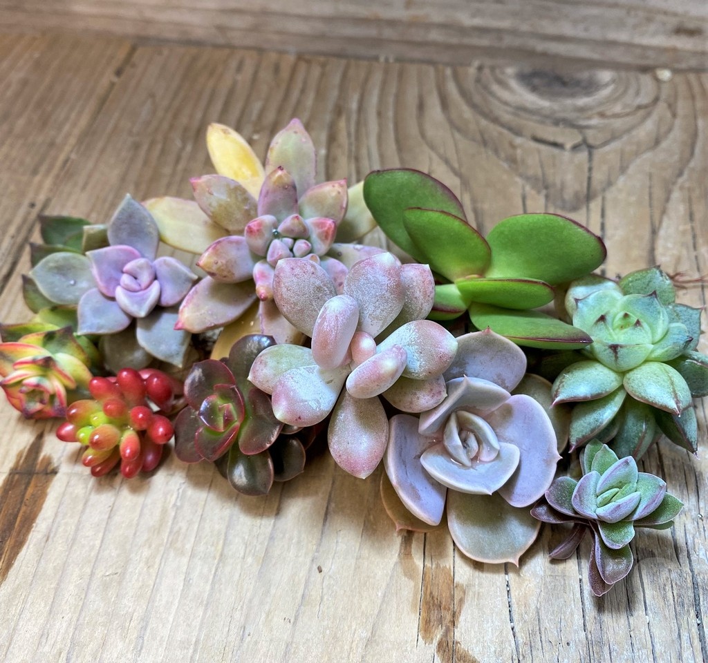 SH22894 Succulents mix, cuted - Image 2