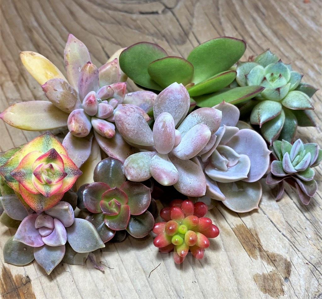 SH22894 Succulents mix, cuted