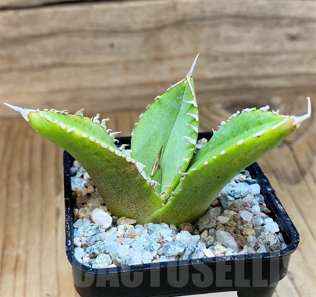 SH21994 Agave titanota 'White Thorusel' - Image 3