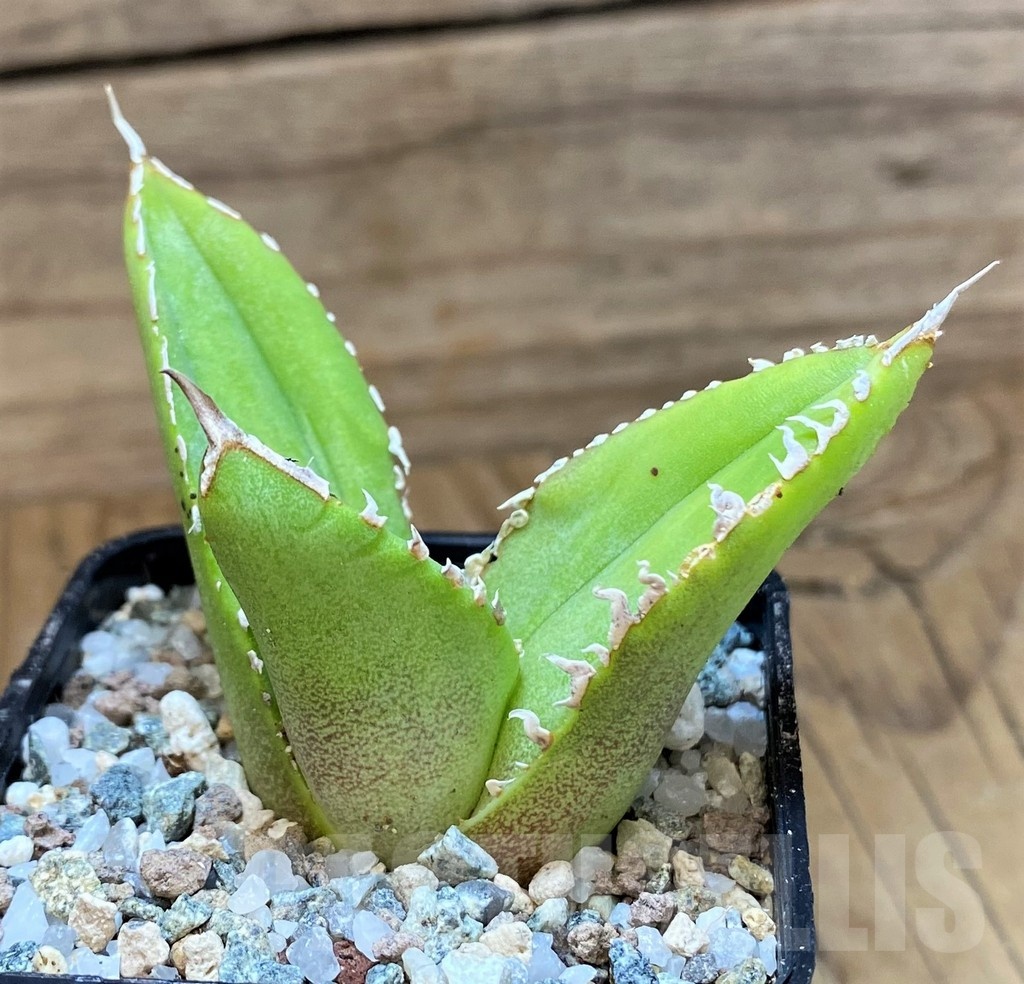 SH21994 Agave titanota 'White Thorusel' - Image 2
