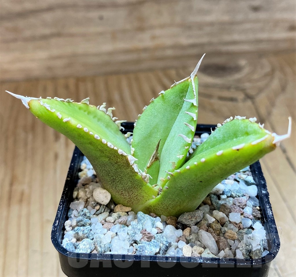 SH21994 Agave titanota 'White Thorusel'