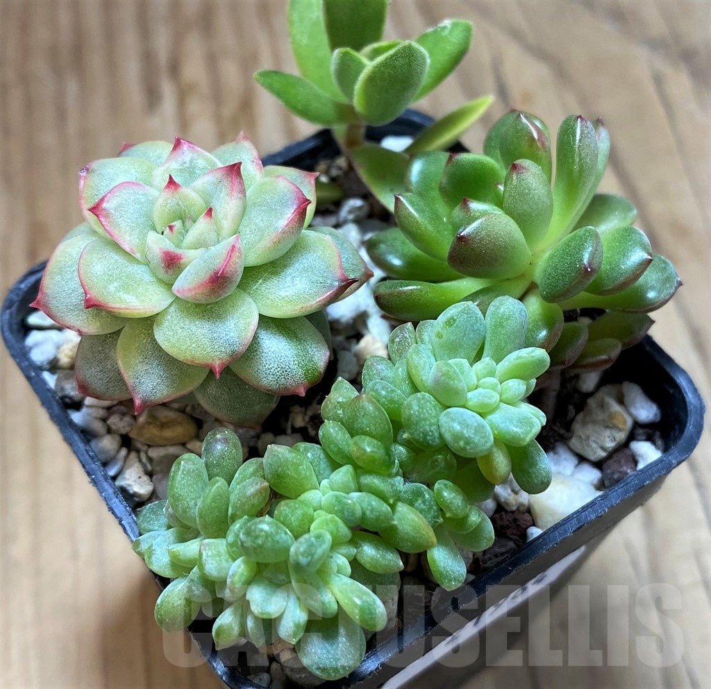 SH21964 Echeveria mix - Image 2