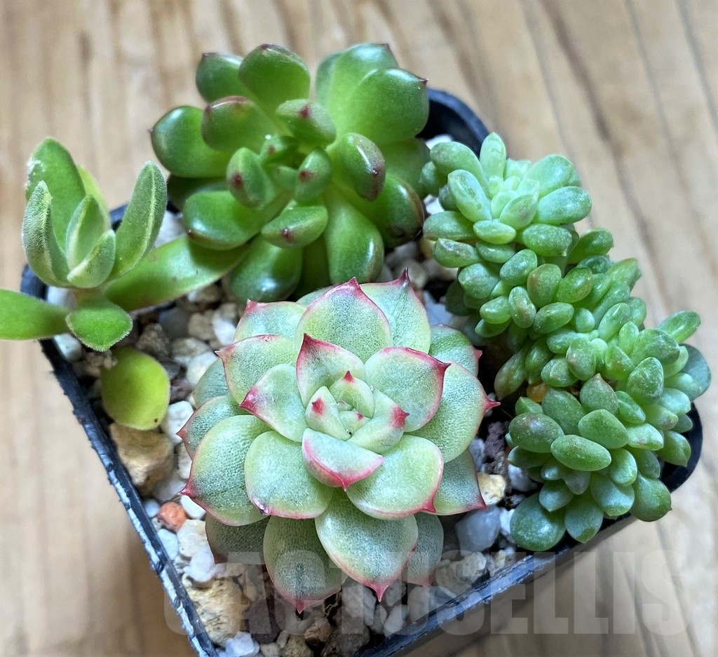 SH21964 Echeveria mix