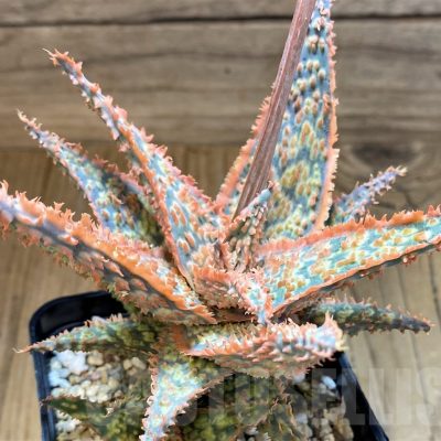 SH22000 Aloe TCT hybrid