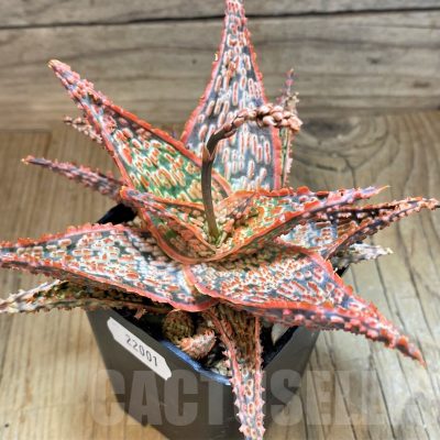 SH22001 Aloe TCT hybrid