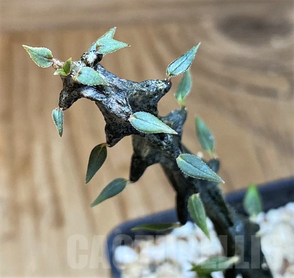 SH22006 Ceropegia armandii