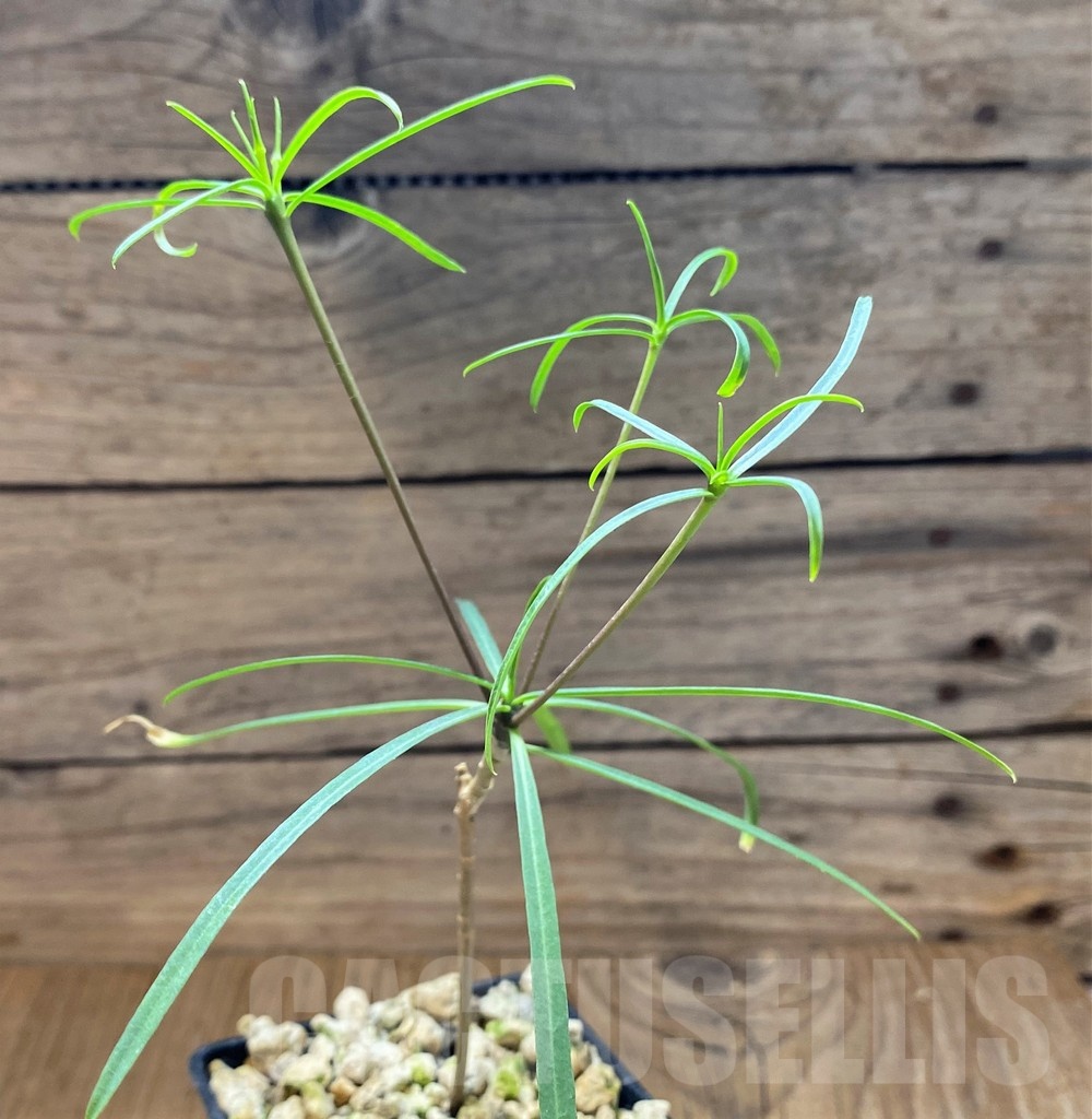 SH22009 Euphorbia hedyotoides