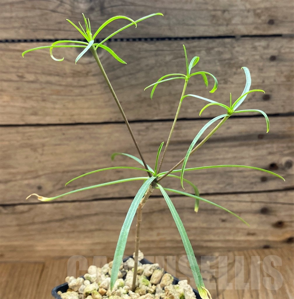 SH22009 Euphorbia hedyotoides - Image 2