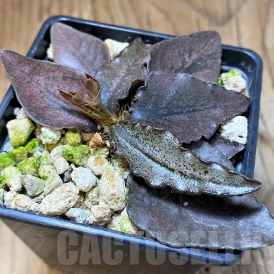 SH22014 Euphorbia francoisii hybrid
