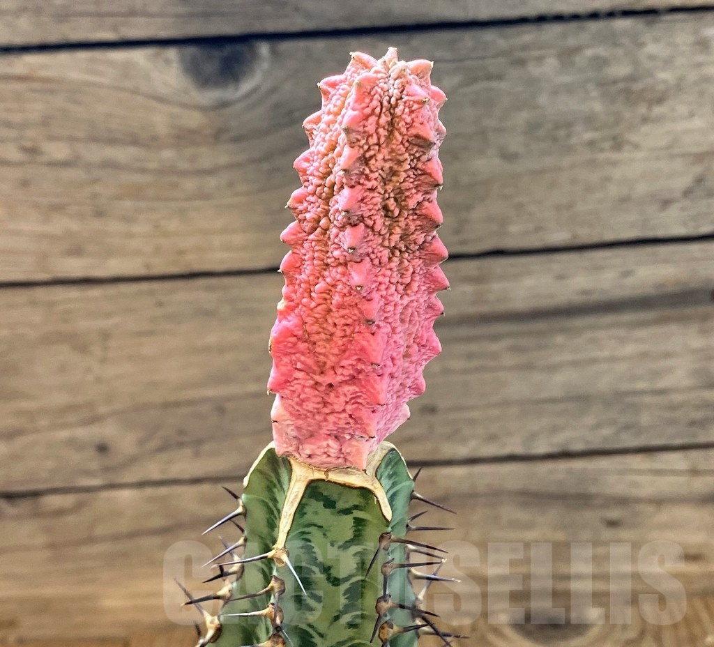 SH22015 Euphorbia abdelkuri 'Damask', grafted - Image 2