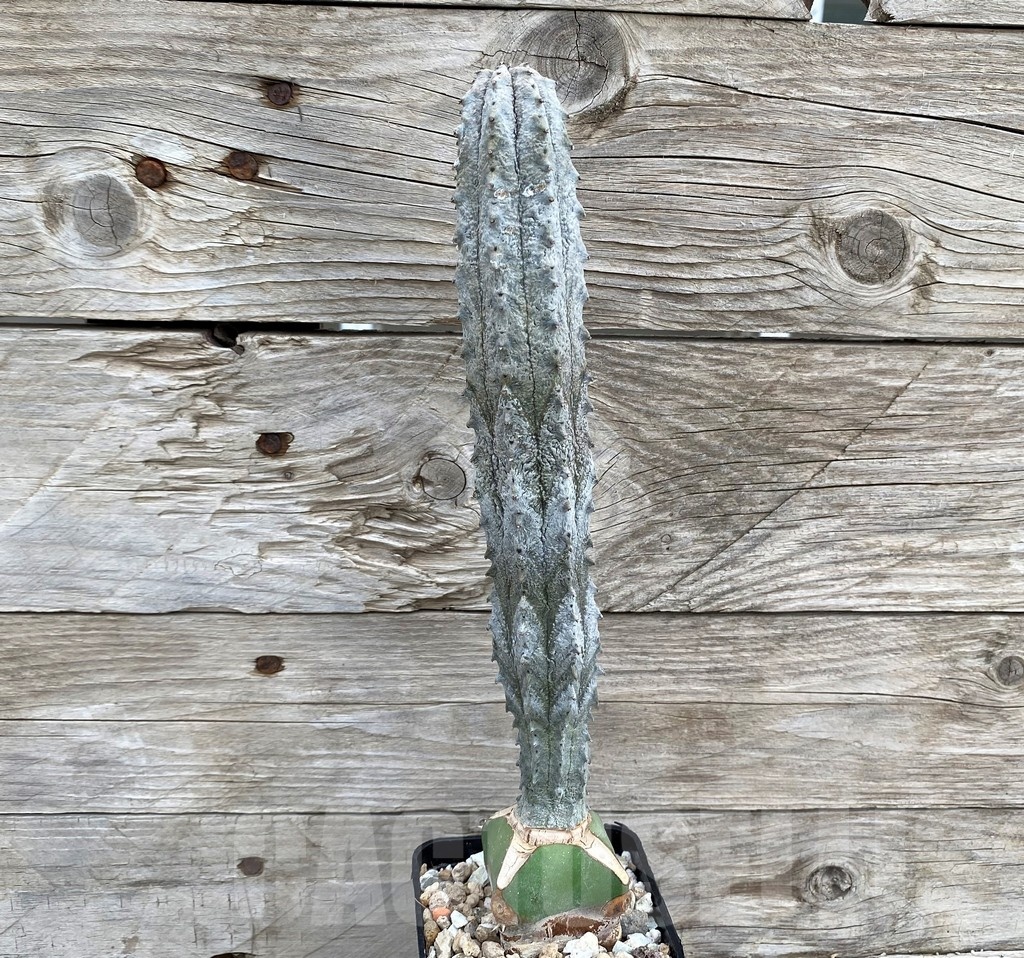 SH22016 Euphorbia abdelkuri, grafted - Image 2