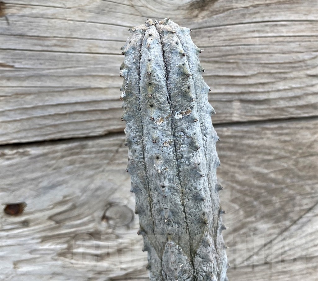 SH22016 Euphorbia abdelkuri, grafted