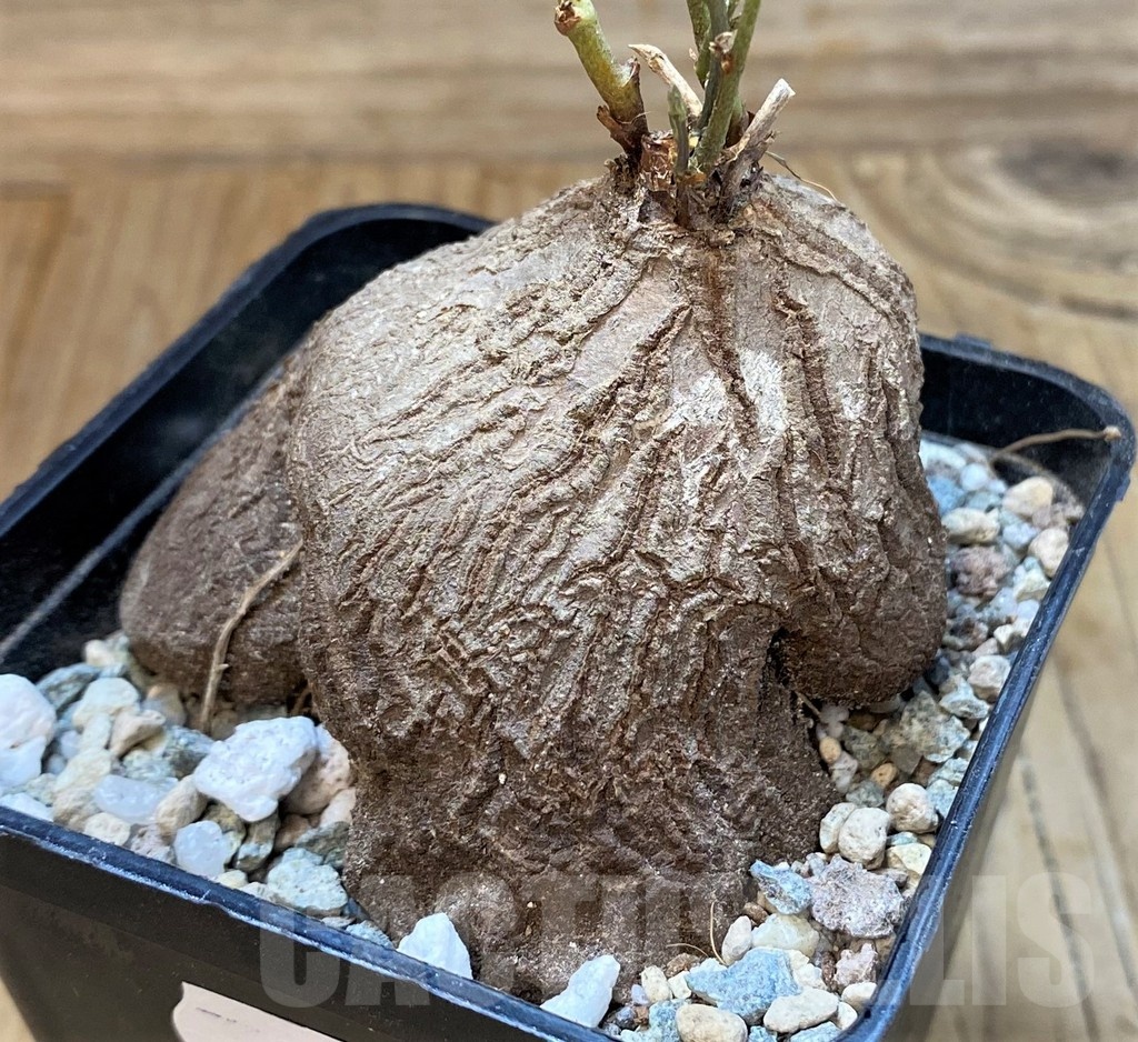 SH22018 Dioscorea sylvatica