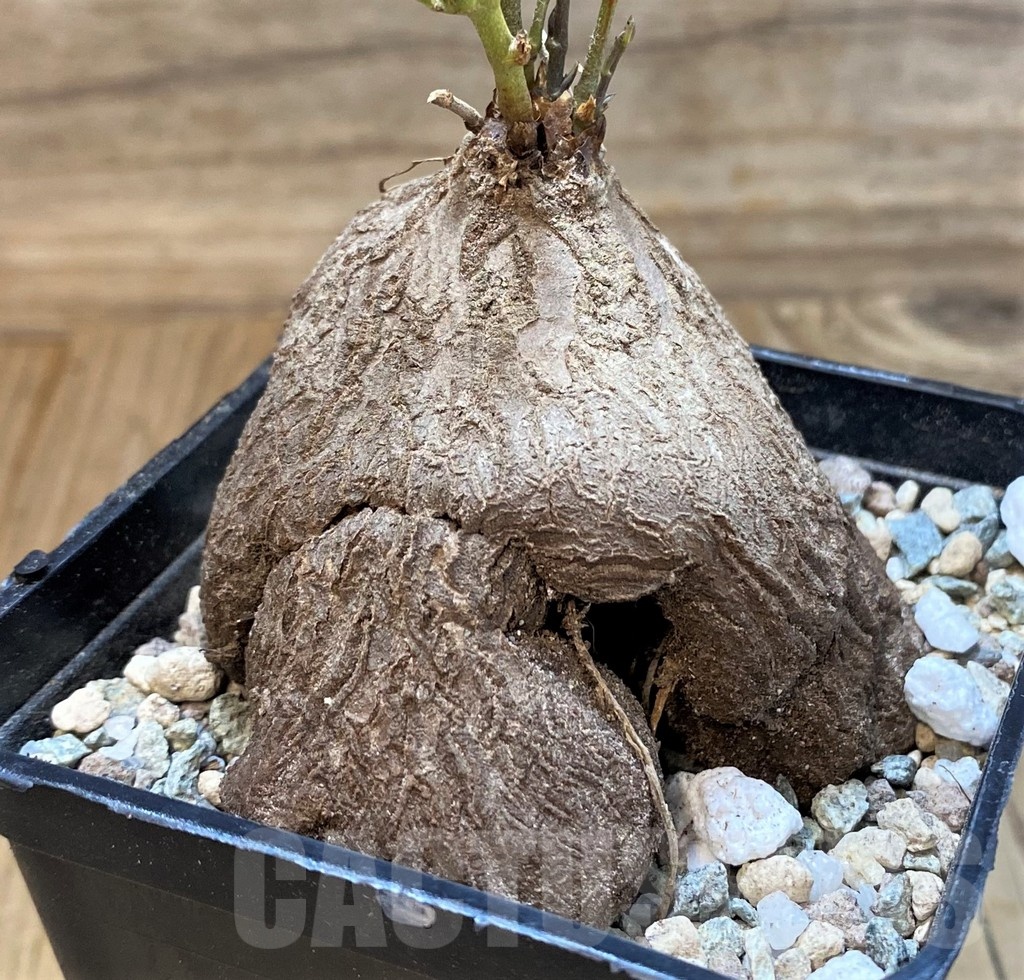 SH22018 Dioscorea sylvatica - Image 2