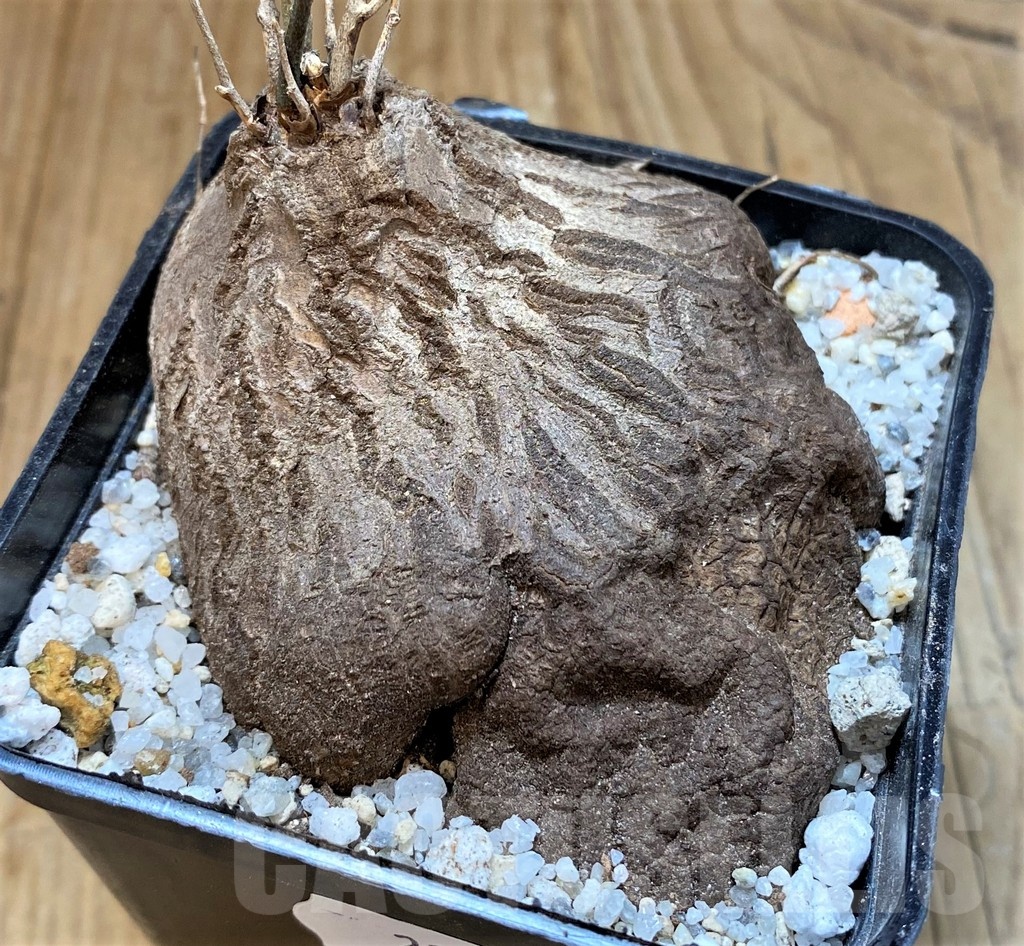 SH22019 Dioscorea sylvatica - Image 2