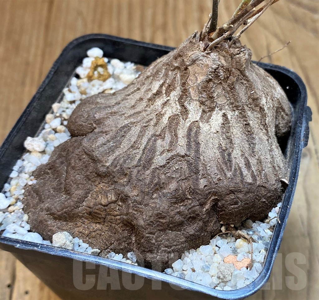 SH22019 Dioscorea sylvatica