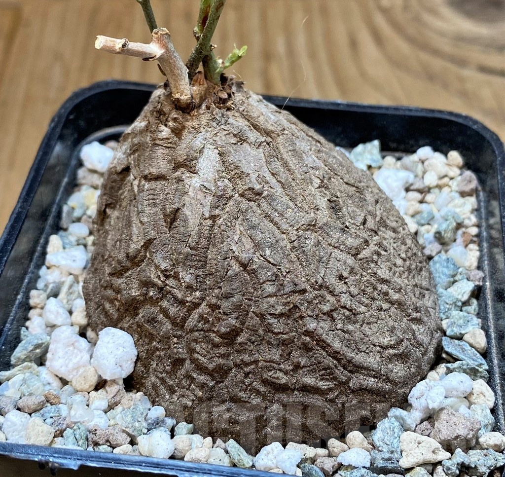 SH22020 Dioscorea sylvatica