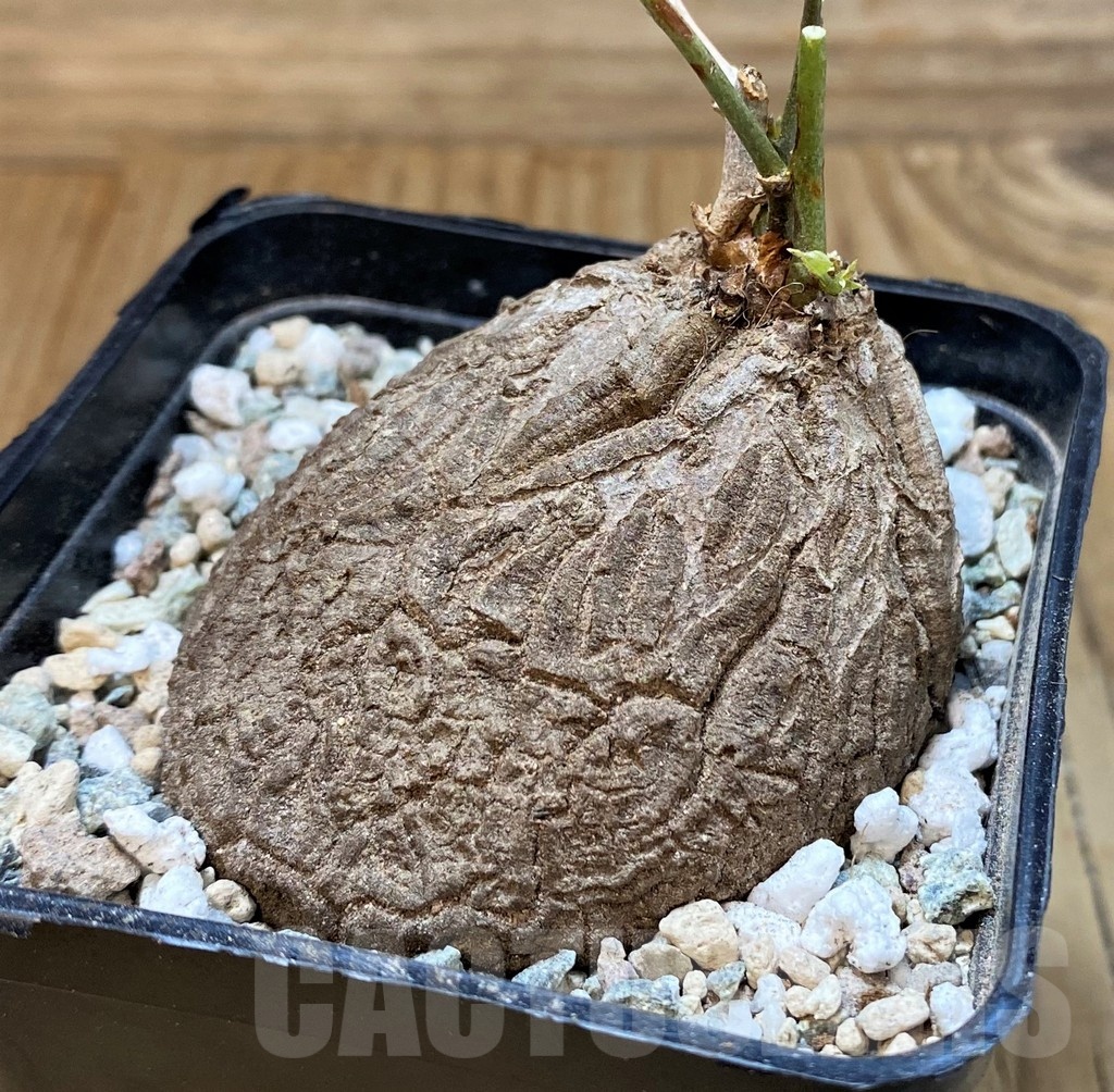 SH22020 Dioscorea sylvatica - Image 2