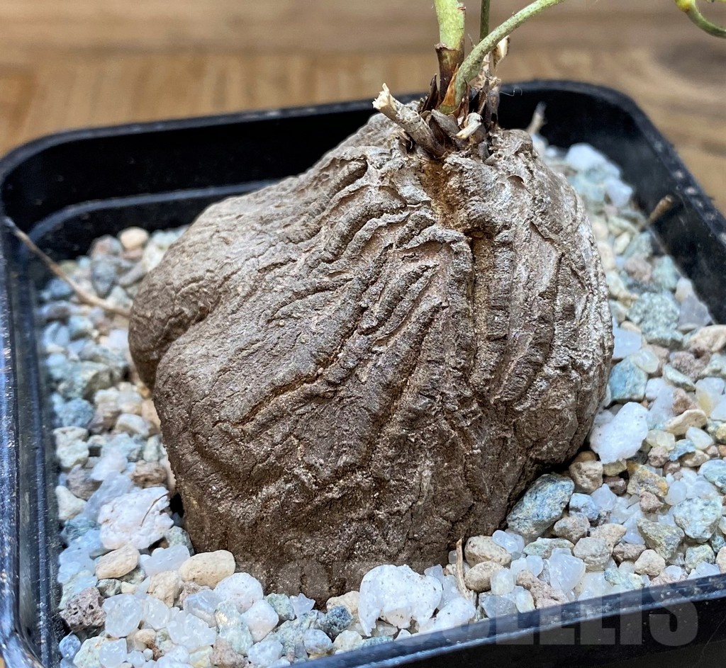 SH22021 Dioscorea sylvatica - Image 2