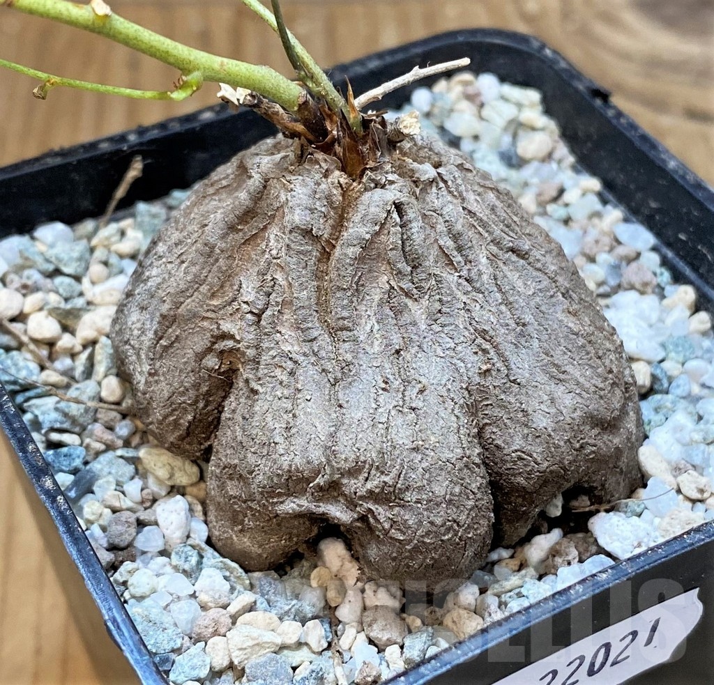 SH22021 Dioscorea sylvatica