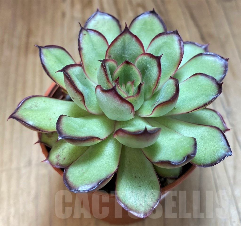 SH21967 Echeveria ‘Mexican pulidonis’ - Image 2