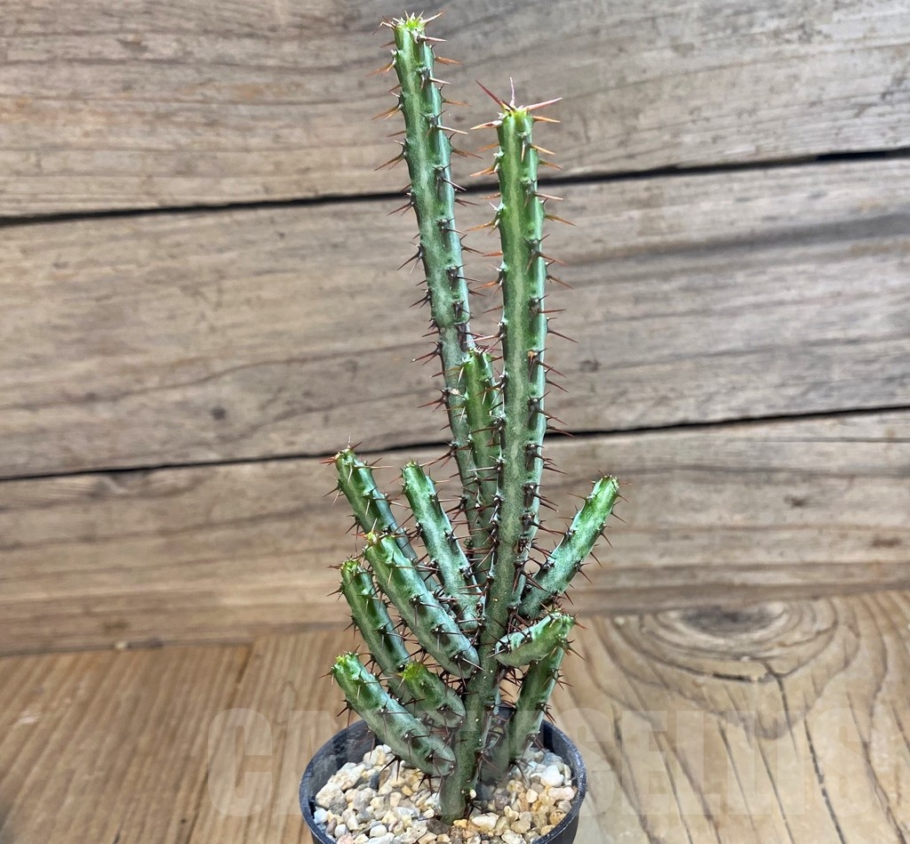 SH22026 Euphorbia aeruginosa