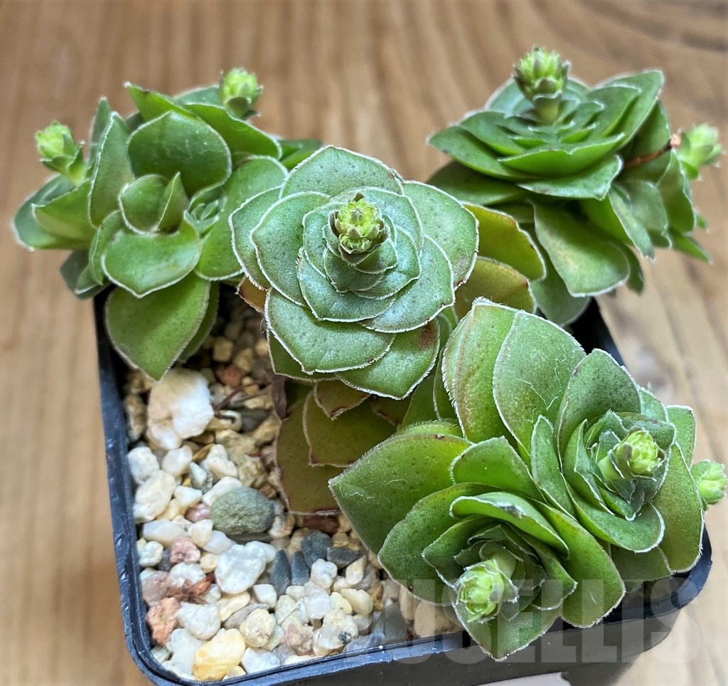 SH21972 Crassula hemisphaerica