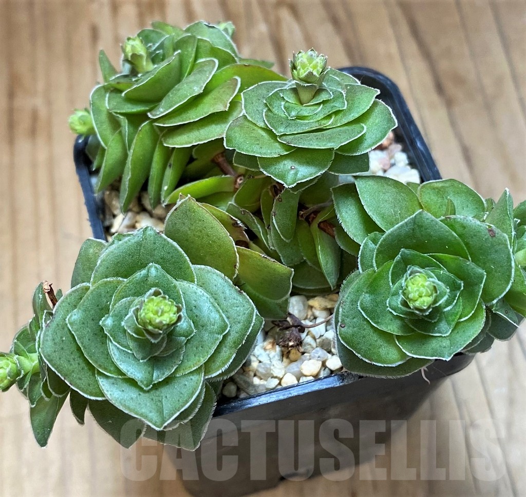 SH21972 Crassula hemisphaerica - Image 2