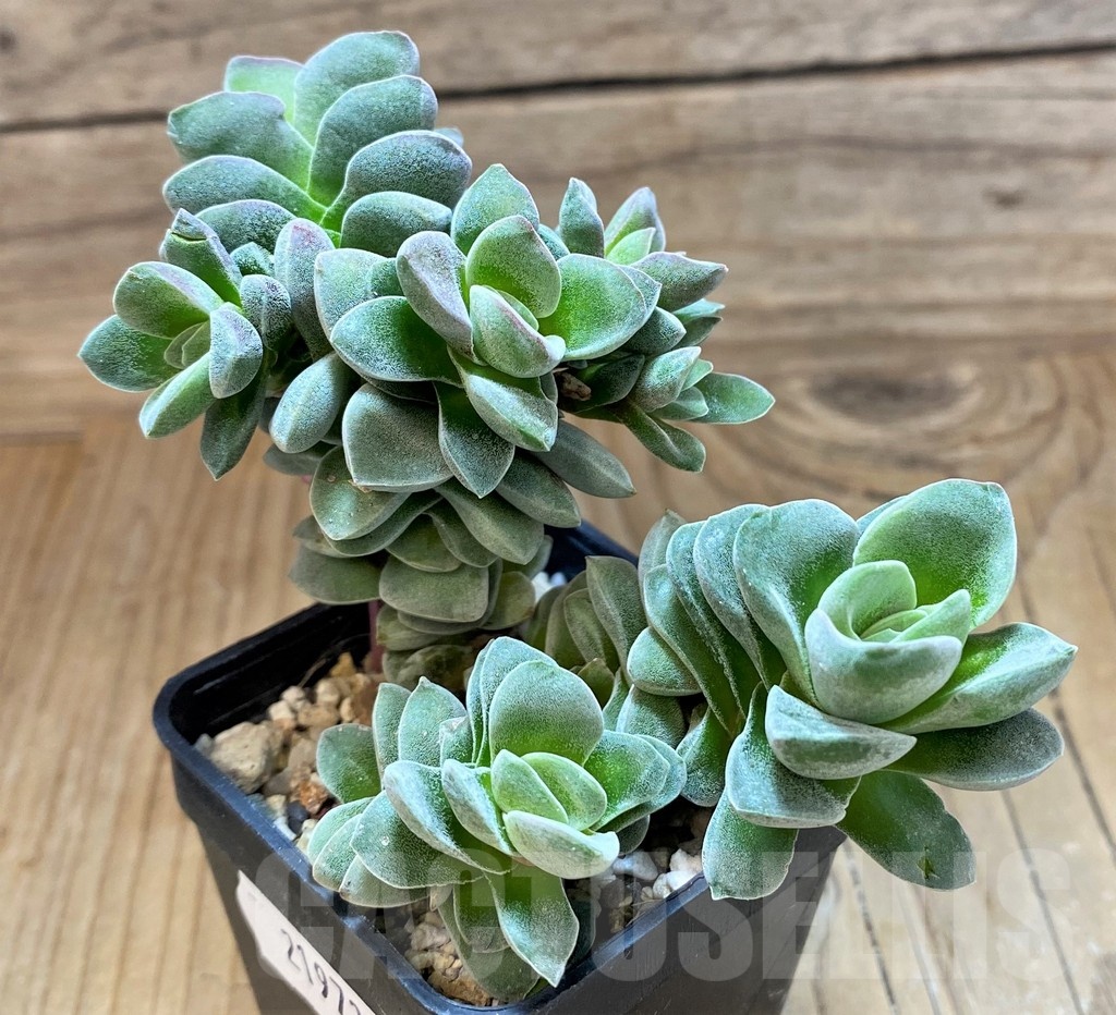SH21973 Crassula ‘Coralita’