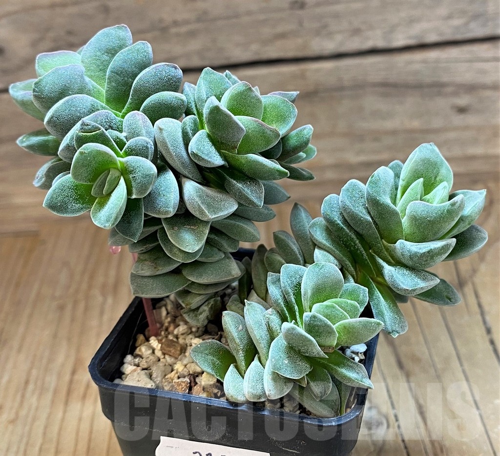 SH21973 Crassula ‘Coralita’ - Image 2