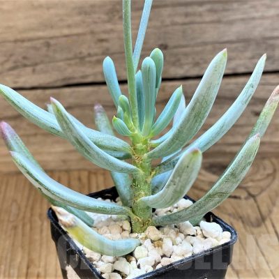 SH21975 Senecio serpens 'Dwarf Blue Chalk Sticks'