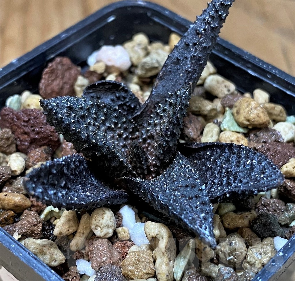 SH21985 Haworthia scabra x koelmaniorum