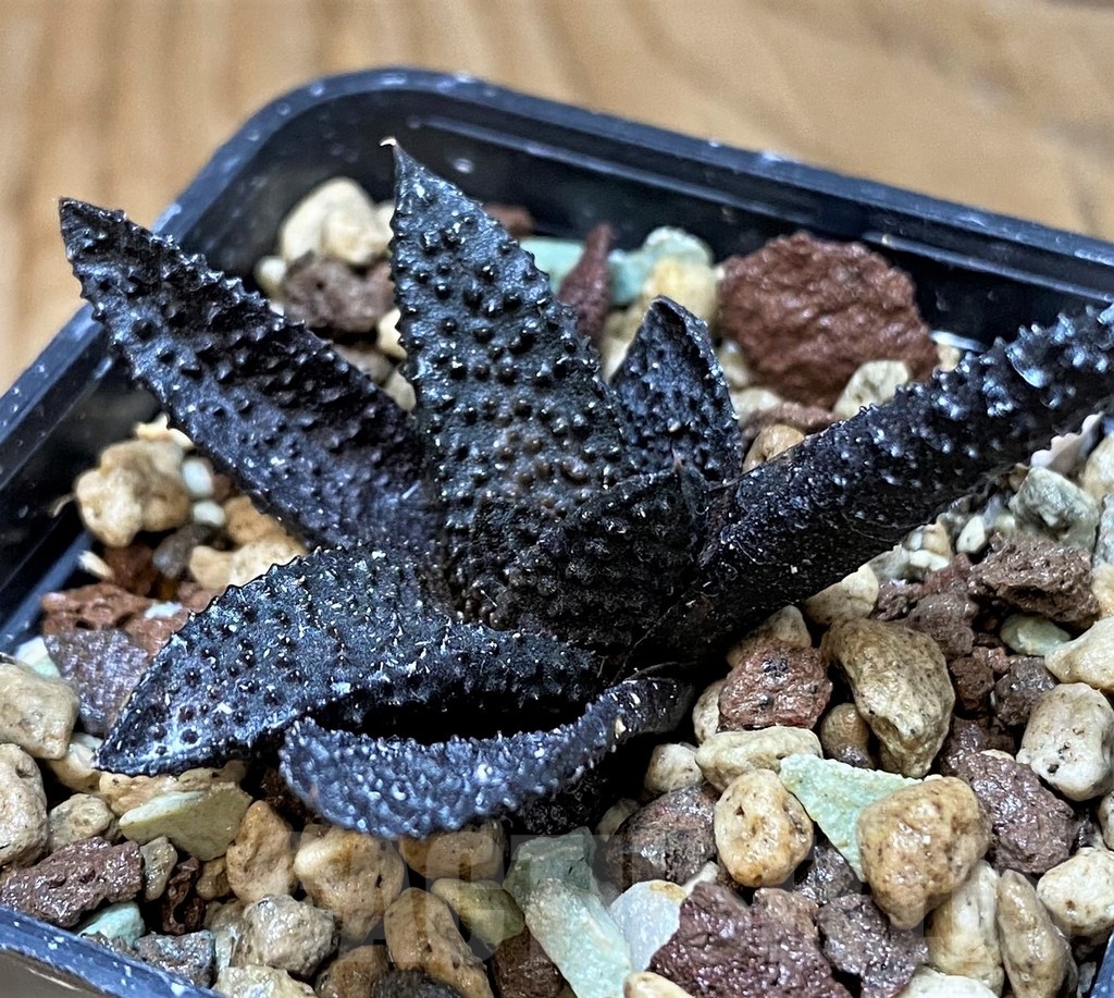 SH21985 Haworthia scabra x koelmaniorum - Image 2