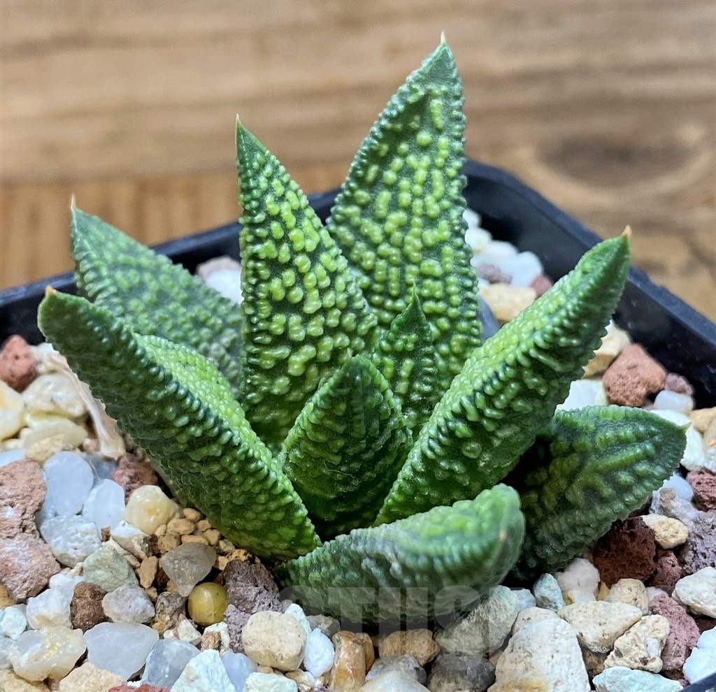SH21987 Haworthia 'Marble Queen'