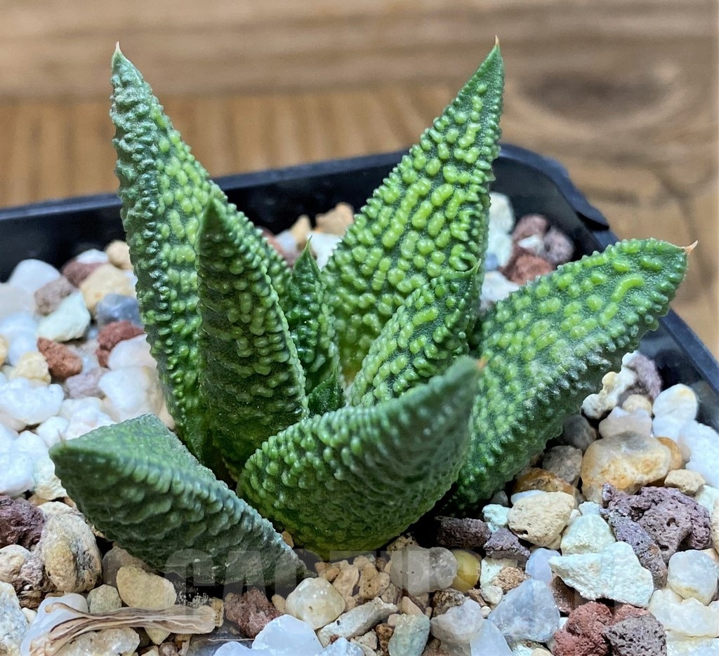 SH21987 Haworthia 'Marble Queen' - Image 2