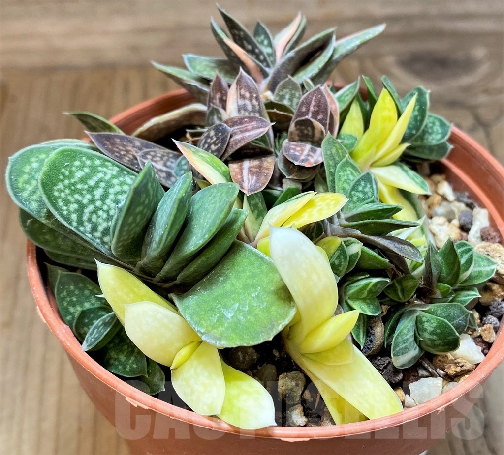 SH21988 Gasteria maculata f. variegata