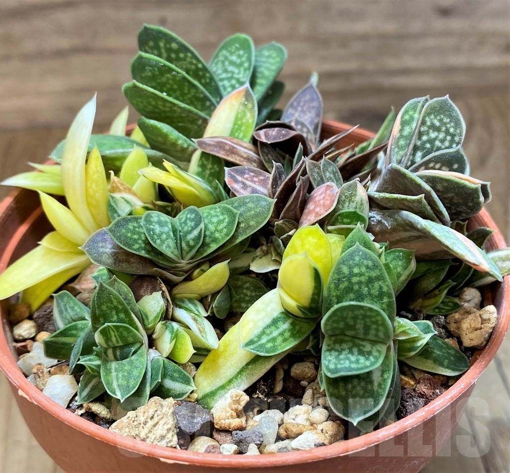 SH21988 Gasteria maculata f. variegata - Image 2