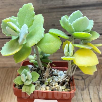 SH21989 Kalanchoe millotii f. variegata