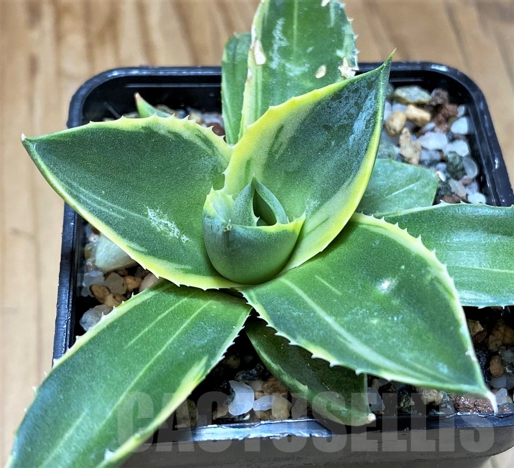 SH21991 Agave ‘Tinkerbell’