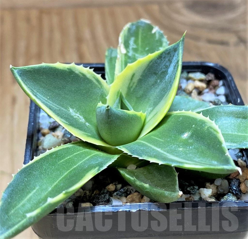 SH21991 Agave ‘Tinkerbell’ - Image 2