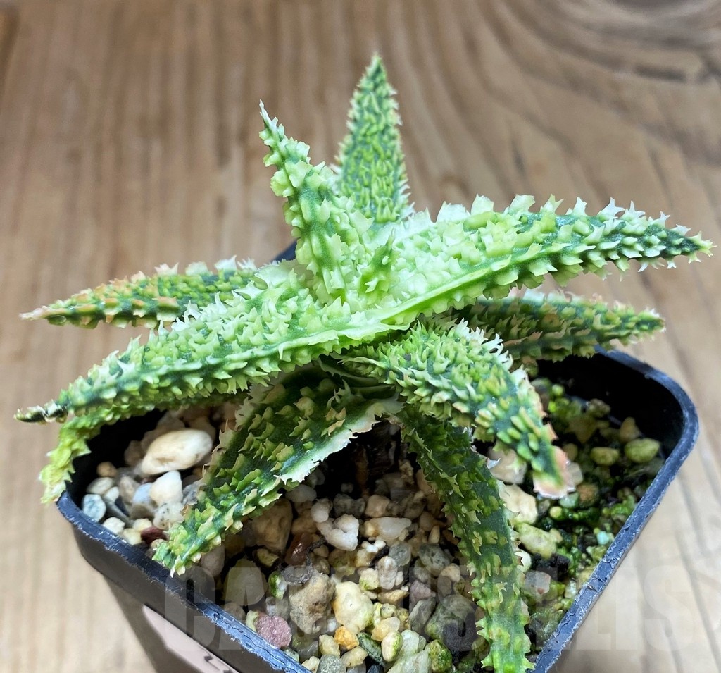 SH22131 Aloe TCT hybrid - Image 2