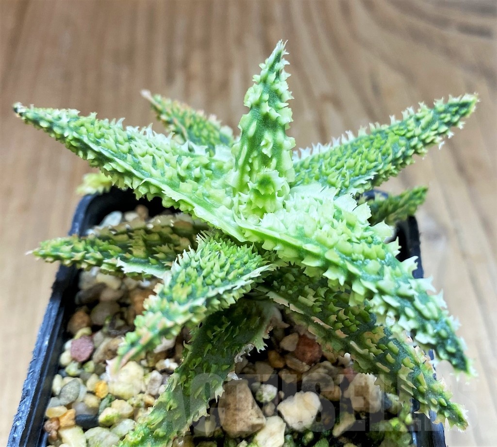 SH22131 Aloe TCT hybrid