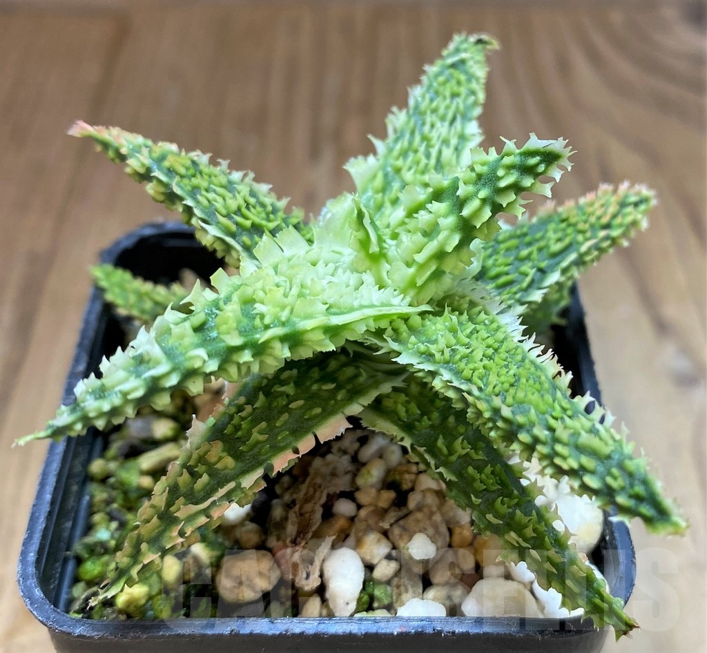 SH22131 Aloe TCT hybrid - Image 3